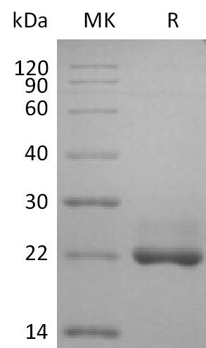 BL-2200NP: Greater than 95% as determined by reducing SDS-PAGE. (QC verified)Recombinant Human BAFF Protein (N-6His)