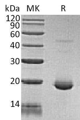 BL-1698NP: Greater than 95% as determined by reducing SDS-PAGE. (QC verified)