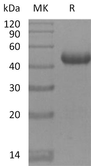 BL-2199NP: Greater than 95% as determined by reducing SDS-PAGE. (QC verified)Recombinant Mouse BAFFR Protein (C-Fc)