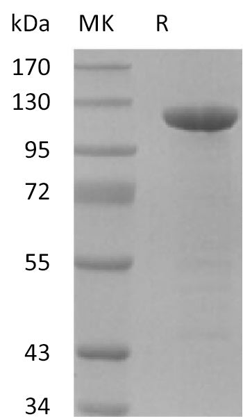 BL-2136NP: Greater than 95% as determined by reducing SDS-PAGE. (QC verified)Recombinant Human Amyloid Precursor Protein (C-Fc)