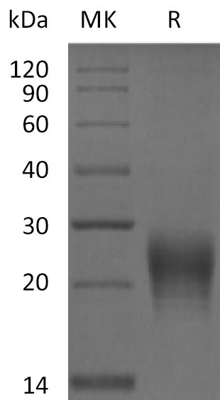 BL-2091NP: Greater than 95% as determined by reducing SDS-PAGE. (QC verified)Recombinant Human Fas Ligand Protein (N-6His)