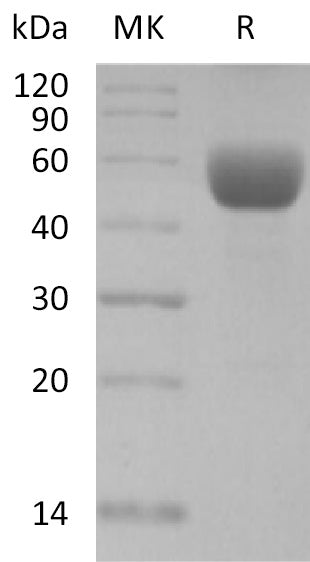 BL-2163NP: Greater than 95% as determined by reducing SDS-PAGE. (QC verified)Recombinant Mouse CD79B Protein (C-Fc)