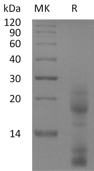 BL-2201NP: Greater than 95% as determined by reducing SDS-PAGE. (QC verified)