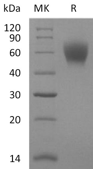 BL-2202NP: Greater than 95% as determined by reducing SDS-PAGE. (QC verified)Recombinant Mouse 5T4 Protein (C-6His)