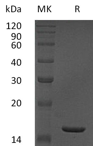 TNFA-1421NP: Greater than 95% as determined by reducing SDS-PAGE. (QC verified)Recombinant Human TNF alpha Protein