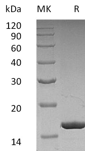 BL-1709NP: Greater than 95% as determined by reducing SDS-PAGE. (QC verified)