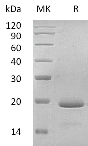 BL-1729NP: Greater than 95% as determined by reducing SDS-PAGE. (QC verified)Recombinant Human IL-11 Protein