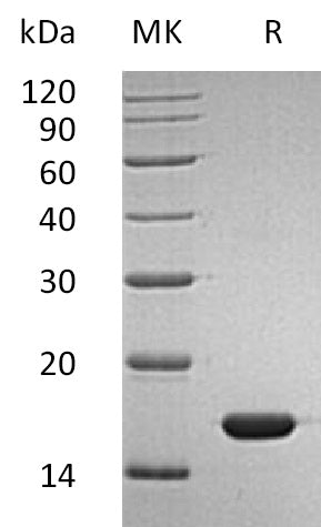 BL-1771NP: Greater than 95% as determined by reducing SDS-PAGE. (QC verified)Recombinant Human IFN alpha2b Protein