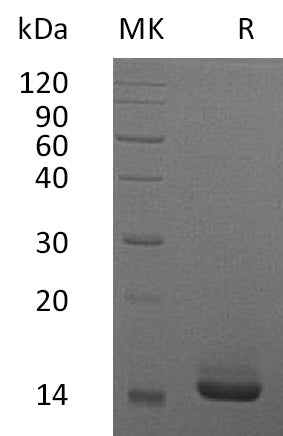 BL-1696NP: Greater than 95% as determined by reducing SDS-PAGE. (QC verified)