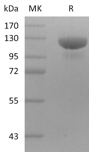 BL-2765NP: Greater than 95% as determined by reducing SDS-PAGE. (QC verified)