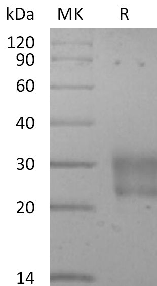 BL-2694NP: Greater than 95% as determined by reducing SDS-PAGE. (QC verified)