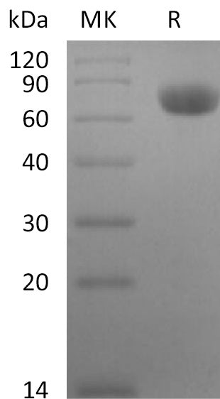 BL-2632NP: Greater than 95% as determined by reducing SDS-PAGE. (QC verified)