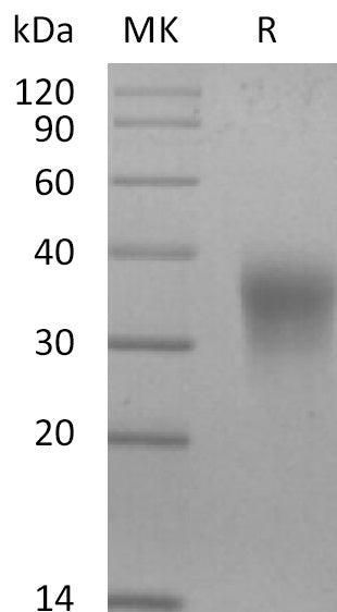 BL-2888NP: Greater than 95% as determined by reducing SDS-PAGE. (QC verified)Recombinant Mouse EPO Protein (C-6His)