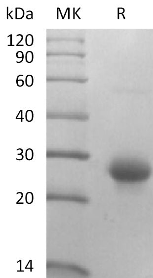 BL-2780NP: Greater than 95% as determined by reducing SDS-PAGE. (QC verified)Recombinant Mouse CD27L Protein (N-10His)