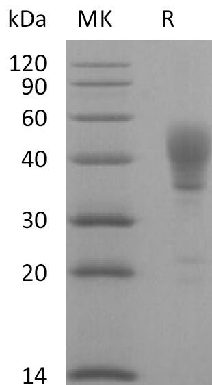 BL-0185NP: Greater than 95% as determined by reducing SDS-PAGE. (QC verified)Recombinant Human CD24 Protein (C-Fc)