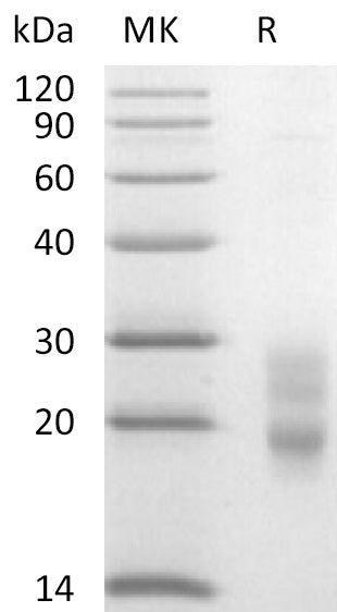 BL-2717NP: Greater than 95% as determined by reducing SDS-PAGE. (QC verified)