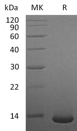 BL-1735NP: Greater than 95% as determined by reducing SDS-PAGE. (QC verified)