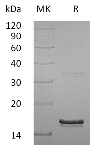 BL-1772NP: Greater than 95% as determined by reducing SDS-PAGE. (QC verified)Recombinant Human IFN  gamma Protein (E. coli)
