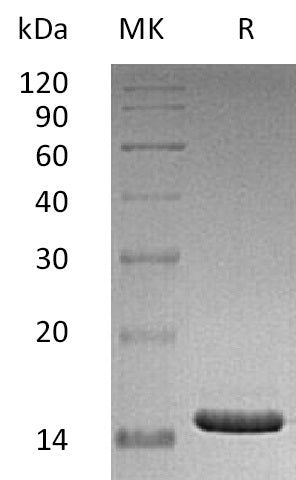 BL-1776NP: Greater than 95% as determined by reducing SDS-PAGE. (QC verified)