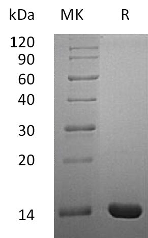 BL-1714NP: Greater than 95% as determined by reducing SDS-PAGE. (QC verified)