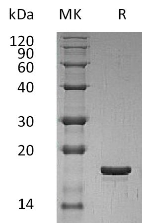 BL-1730NP: Greater than 95% as determined by reducing SDS-PAGE. (QC verified)