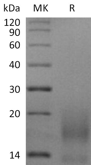 BL-2140NP: Greater than 95% as determined by reducing SDS-PAGE. (QC verified)