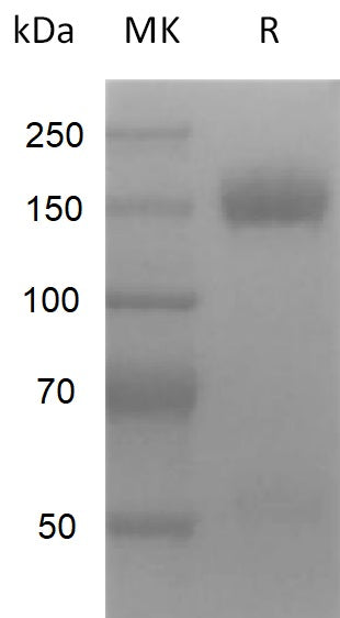 BL-2208NP: Greater than 95% as determined by reducing SDS-PAGE. (QC verified)Recombinant Mouse VEGFR2 Protein (C-Fc)