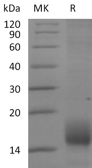 BL-2210NP: Greater than 90% as determined by reducing SDS-PAGE. (QC verified)Recombinant Cynomolgus BCMA Protein (C-6His)