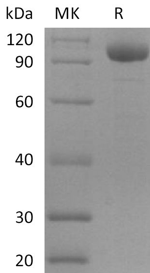 BL-2137NP: Greater than 95% as determined by reducing SDS-PAGE. (QC verified)Recombinant Human LILRB2 Protein (C-Fc)