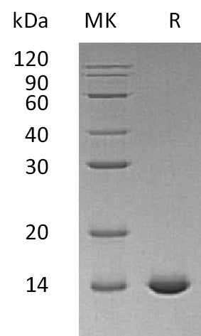 BL-2887NP: Greater than 95% as determined by reducing SDS-PAGE. (QC verified)