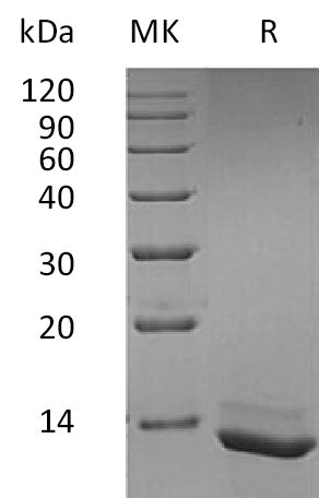 BL-1715NP: Greater than 95% as determined by reducing SDS-PAGE. (QC verified)Recombinant Human IL-15 Protein