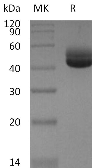 BL-2092NP: Greater than 95% as determined by reducing SDS-PAGE. (QC verified)