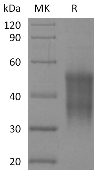 BL-2165NP: Greater than 95% as determined by reducing SDS-PAGE. (QC verified)