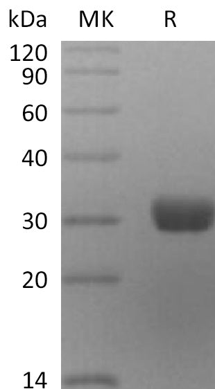 BL-2212NP: Greater than 95% as determined by reducing SDS-PAGE. (QC verified)Recombinant Human ANG2 Protein (C-6His)