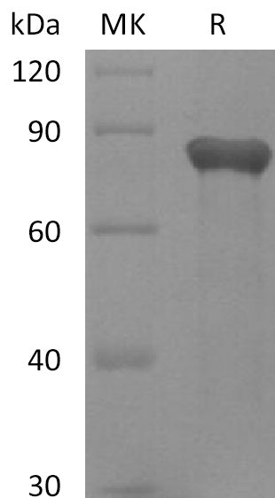BL-2214NP: Greater than 95% as determined by reducing SDS-PAGE. (QC verified)Recombinant Human GAS6 Protein (C-6His)