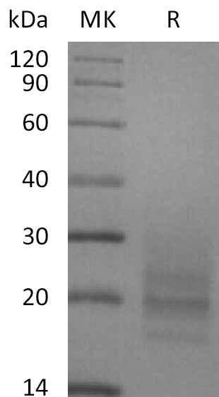 BL-2166NP: Greater than 95% as determined by reducing SDS-PAGE. (QC verified)Recombinant Human CD3D&CD3E Heterodimer Protein (C-6His)
