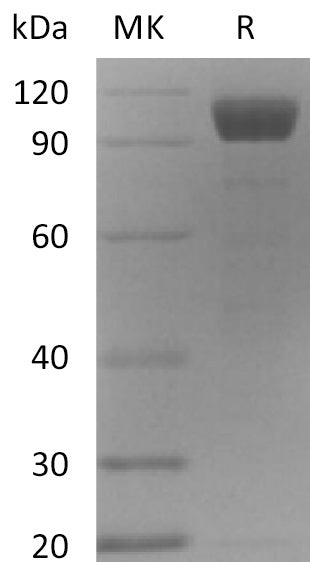 BL-2213NP: Greater than 95% as determined by reducing SDS-PAGE. (QC verified)