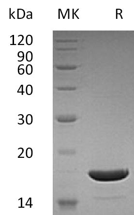 BL-1778NP: Greater than 95% as determined by reducing SDS-PAGE. (QC verified)Recombinant Human TNFSF10 / TRAIL Protein