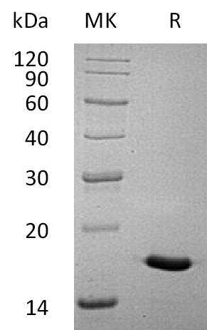 BL-1750NP: Greater than 95% as determined by reducing SDS-PAGE. (QC verified)Recombinant Human IL-17A Protein