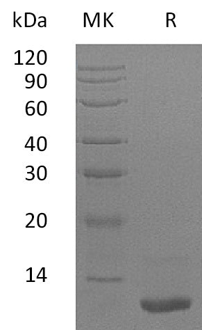 BL-1689NP: Greater than 95% as determined by reducing SDS-PAGE. (QC verified)Recombinant Human LR3-IGF-1 Protein