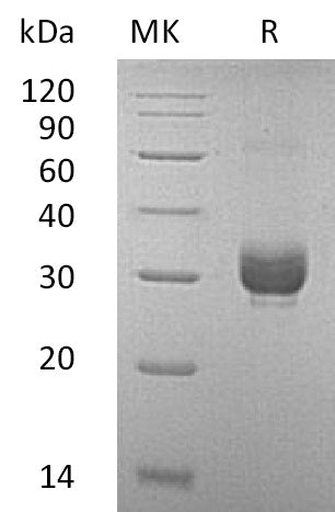 BL-0001NP: Greater than 95% as determined by reducing SDS-PAGE.
