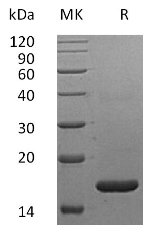 BL-1773NP: Greater than 95% as determined by reducing SDS-PAGE. (QC verified)