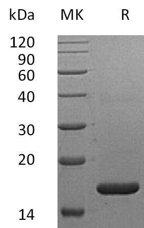 BL-1773NP: Greater than 95% as determined by reducing SDS-PAGE. (QC verified)Recombinant Human IFN alpha2a Protein
