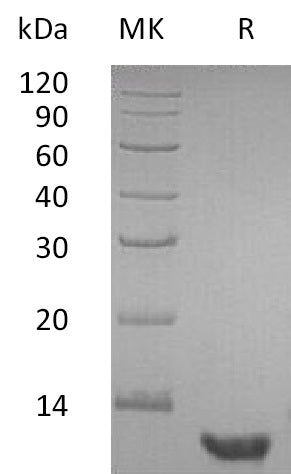 BL-1779NP: Greater than 95% as determined by reducing SDS-PAGE.