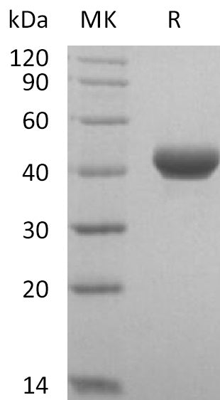 BL-2216NP: Greater than 95% as determined by reducing SDS-PAGE. (QC verified)