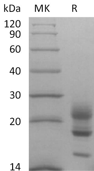 BL-2094NP: Greater than 95% as determined by reducing SDS-PAGE. (QC verified)Recombinant Cynomolgus IL-17A Protein (C-6His)