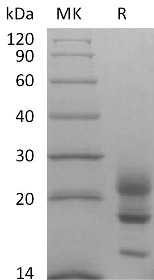 BL-2094NP: Greater than 95% as determined by reducing SDS-PAGE. (QC verified)