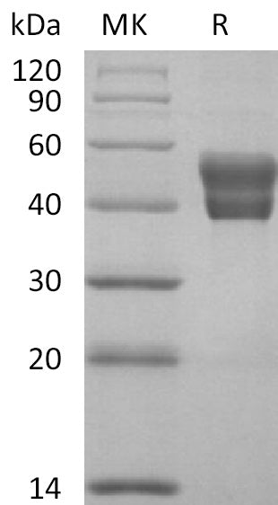 BL-2228NP: Greater than 95% as determined by reducing SDS-PAGE. (QC verified)Recombinant Human BAFFR Protein (C-Fc)