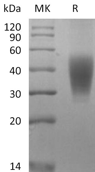 BL-2221NP: Greater than 95% as determined by reducing SDS-PAGE. (QC verified)