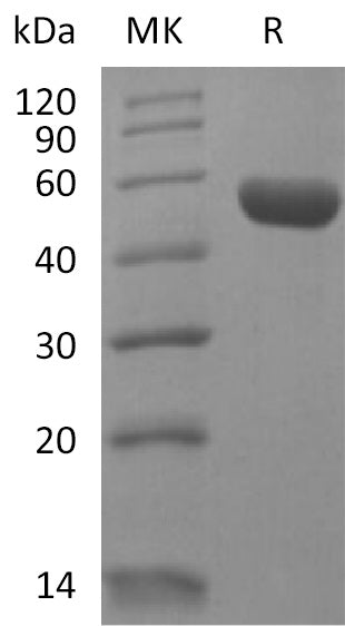 BL-2219NP: Greater than 95% as determined by reducing SDS-PAGE. (QC verified)Recombinant Human LAIR2 Protein (C-Fc)